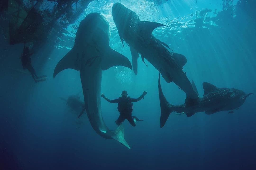 a person swim with big fish in sumbawa