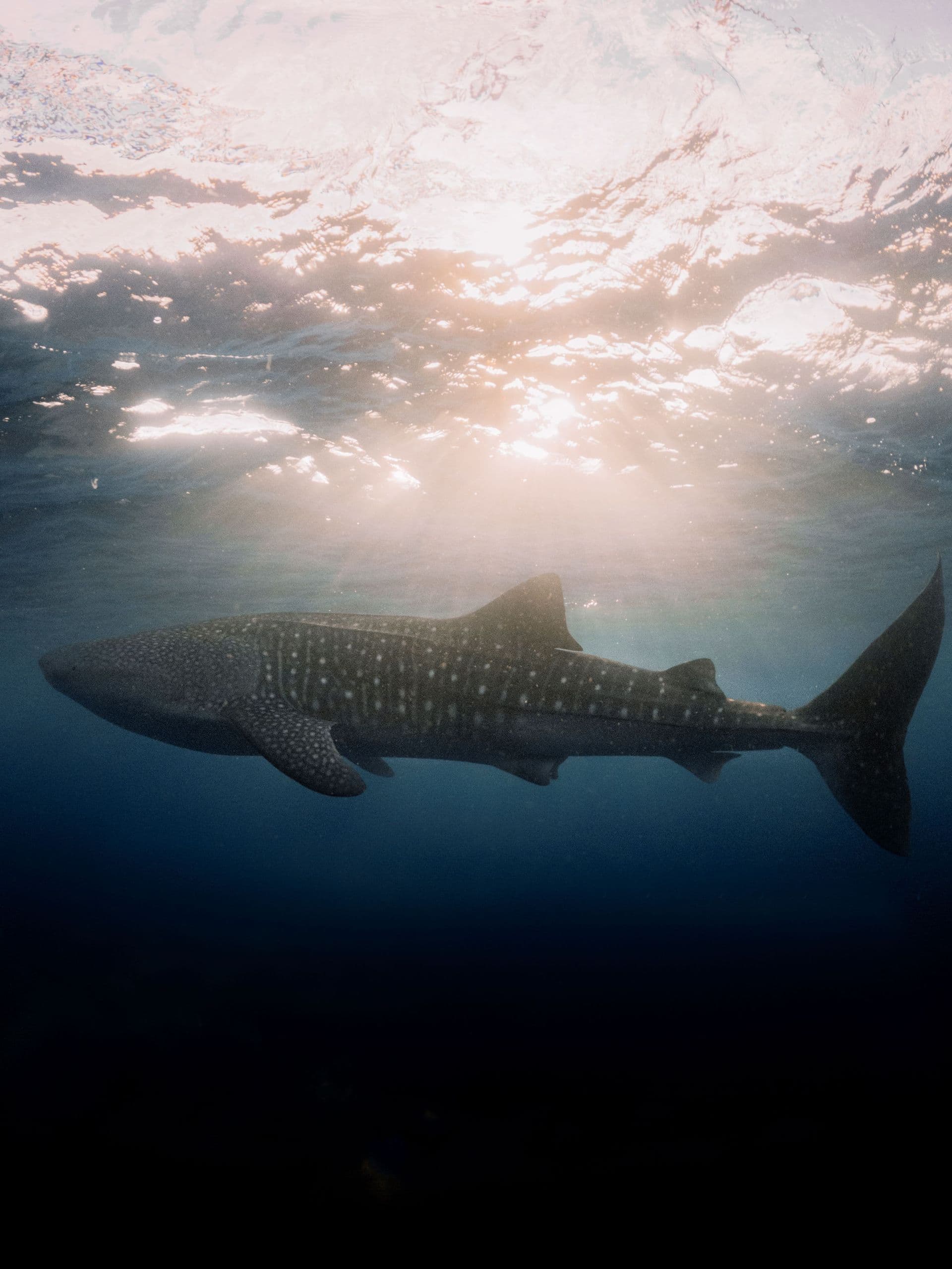 whaleshark