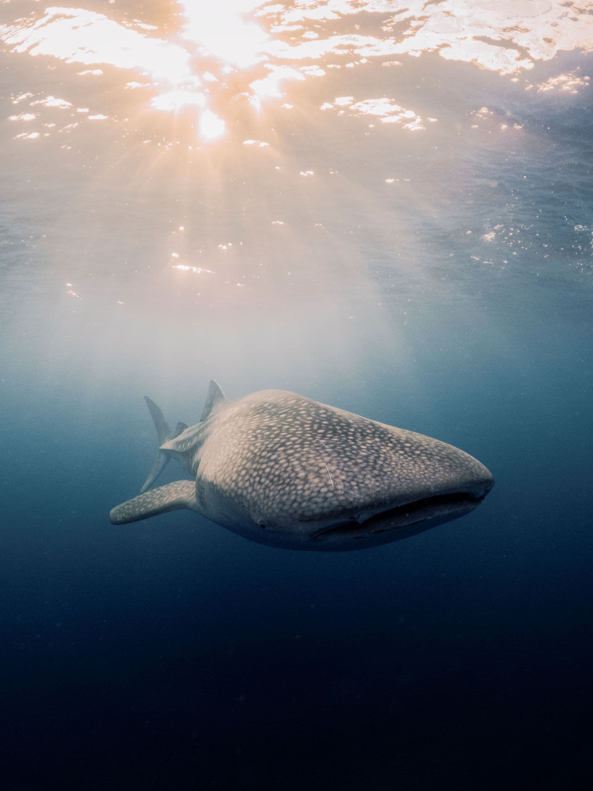 Whaleshark