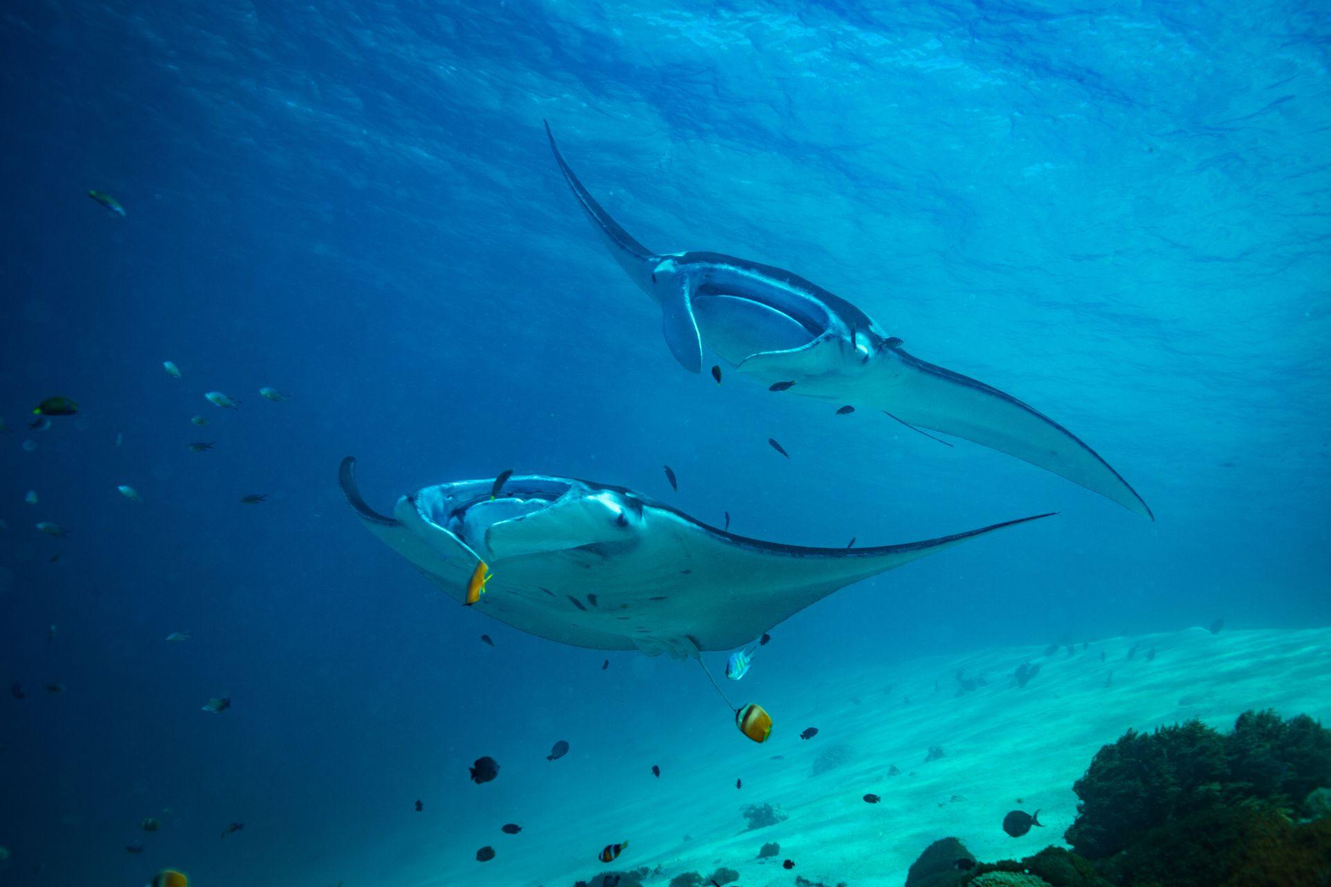 Manta-Ray