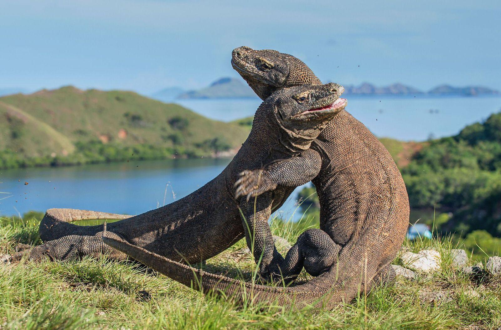 Komodo-dragons