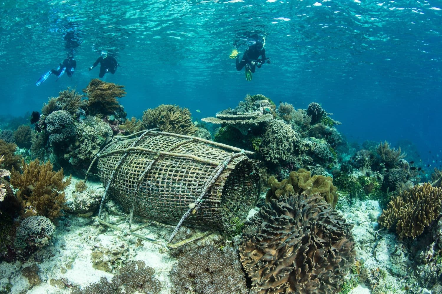 people dive in alor sea, coral reef